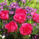 Illustration for article titled Science proves a rose by any other name doesnt smell as sweet